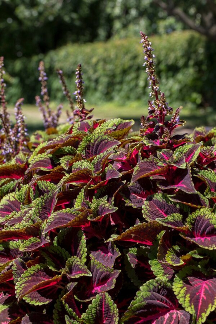 ColorBlaze® 'Torchlight™' - coleus scutellarioides from Delukes Gardencenter
