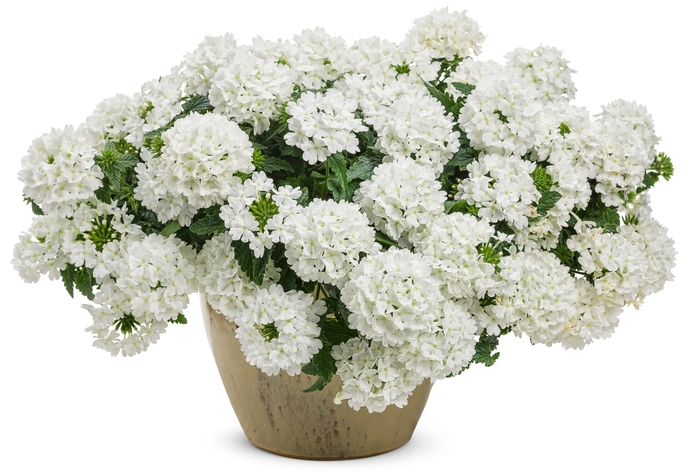 Superbena® 'Whiteout™' - Verbena from Delukes Gardencenter