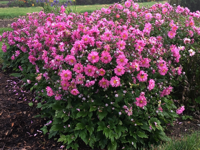 Fall in Love™ 'Sweetly' - Anemone (Japanese Anemone) from Delukes Gardencenter