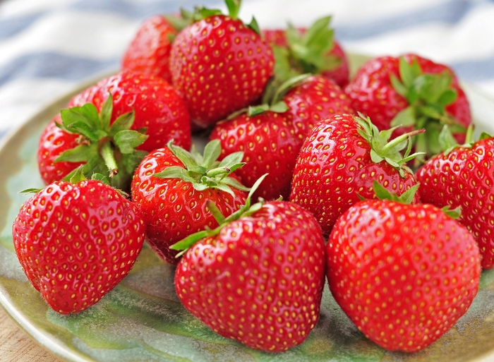 Everbearing Strawberry - 4 INCH STRAWBERRY from Delukes Gardencenter