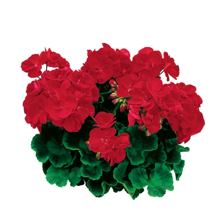 Americana® 'Bright Red' - Pelargonium x hortorum (Zonal Geranium) from Delukes Gardencenter