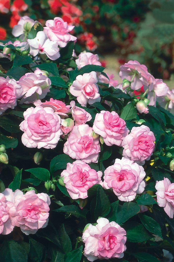 Rockapulco® 'Appleblossom' - Impatiens walleriana (Double Impatiens) from Delukes Gardencenter