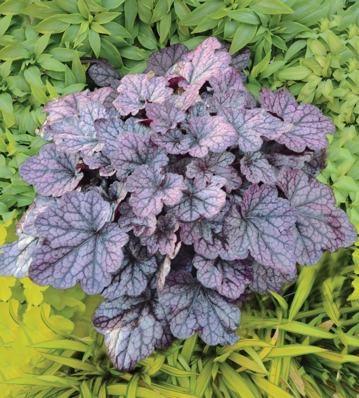 'Grape Expectations' Coral Bells - Heuchera from Delukes Gardencenter