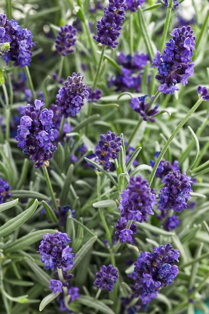 'Sweet Romance®' Lavender - Lavandula angustifolia from Delukes Gardencenter