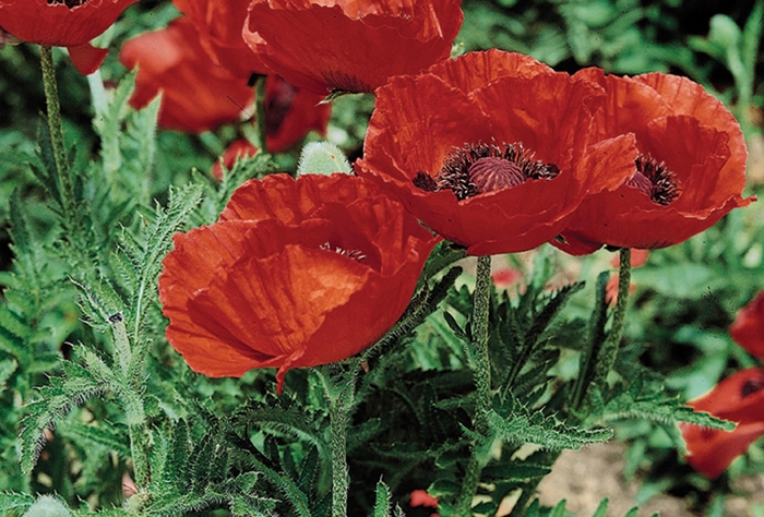 'Beauty of Livermere' Oriental Poppy - Papaver orientale from Delukes Gardencenter