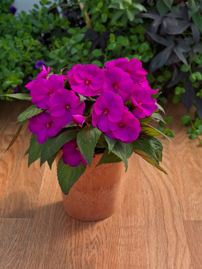 SunPatiens® - 4.5 INCH ANNUAL from Delukes Gardencenter