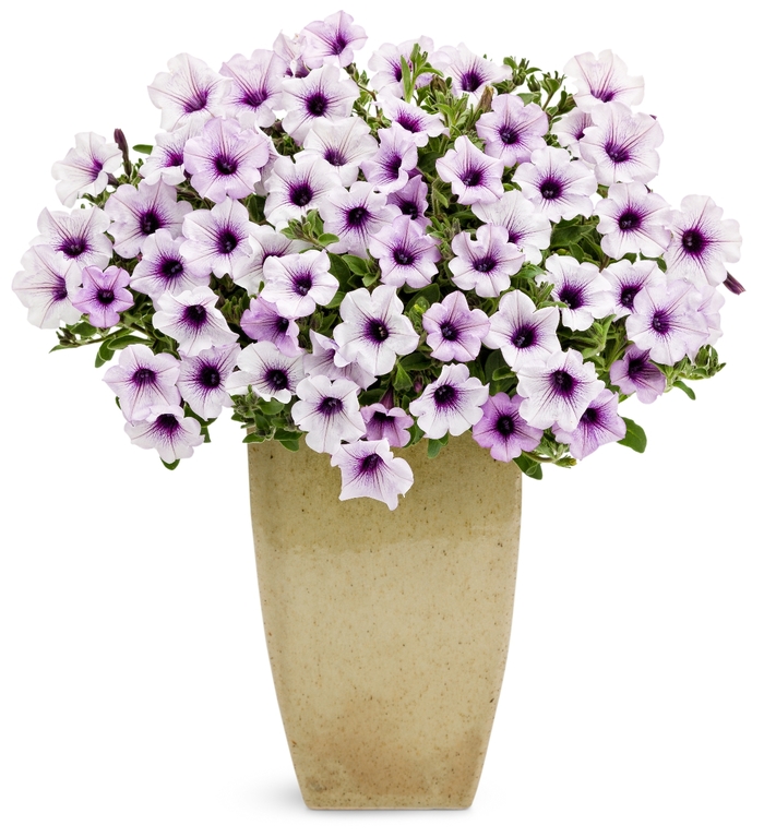 Supertunia® ''Trailing Blue Veined'' - Petunia from Delukes Gardencenter