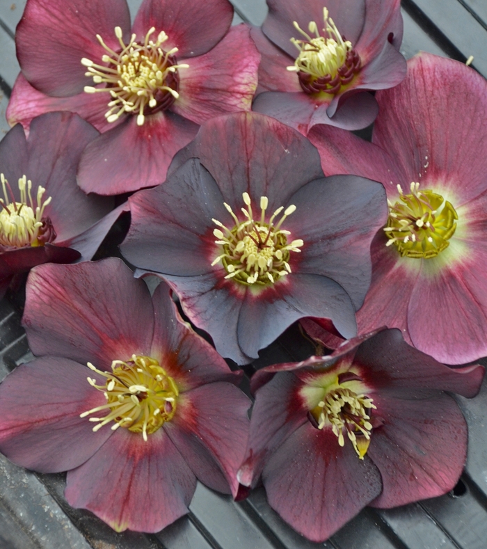 Honeymoon™ 'Rome in Red' - Helleborus (Lenten Rose) from Delukes Gardencenter
