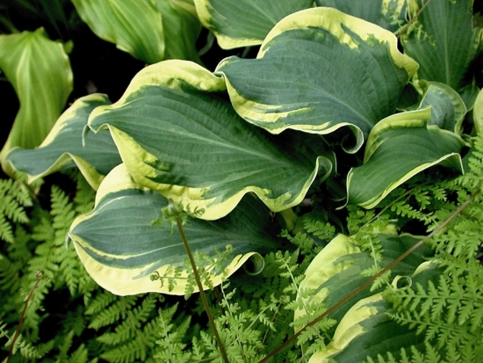Shadowland® 'Wheee!' - Hosta (Hosta, Plantain Lily) from Delukes Gardencenter