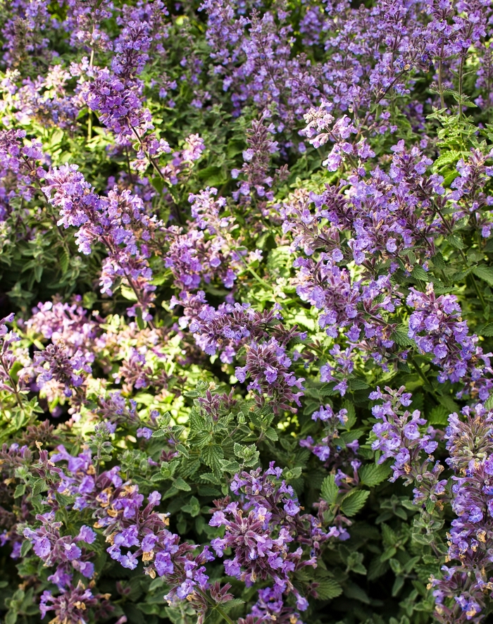 'Cat's Meow' Catmint - Nepeta x faassenii from Delukes Gardencenter
