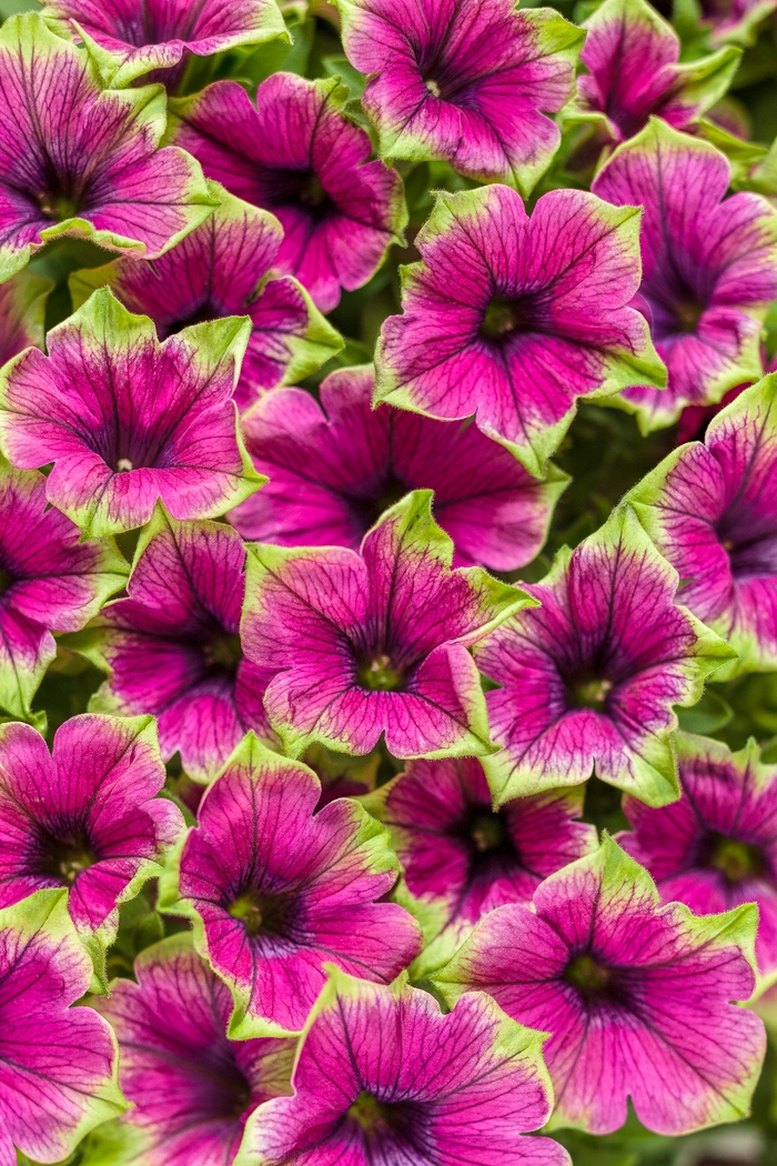 Supertunia® 'Picasso in Purple®' - Petunia from Delukes Gardencenter