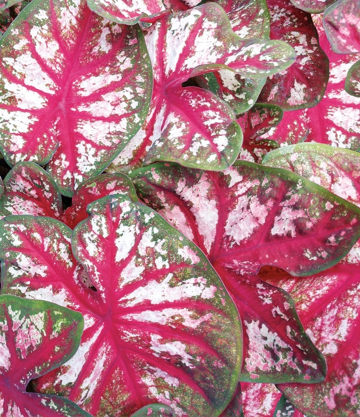 Heart to Heart® 'Bottle Rocket' - Caladium hortulanum (Fancy Caladium) from Delukes Gardencenter