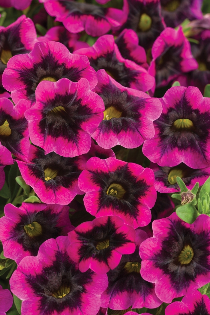 Superbells® 'Blackcurrant Punch™' - Calibrachoa from Delukes Gardencenter