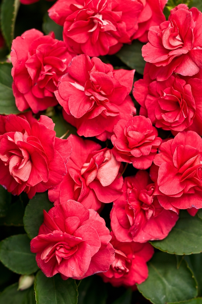 Rockapulco® 'Red' - Impatiens walleriana (Double Impatiens) from Delukes Gardencenter
