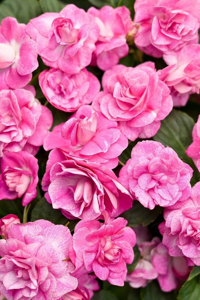 Rockapulco® 'Rose' - Impatiens walleriana (Double Impatiens) from Delukes Gardencenter