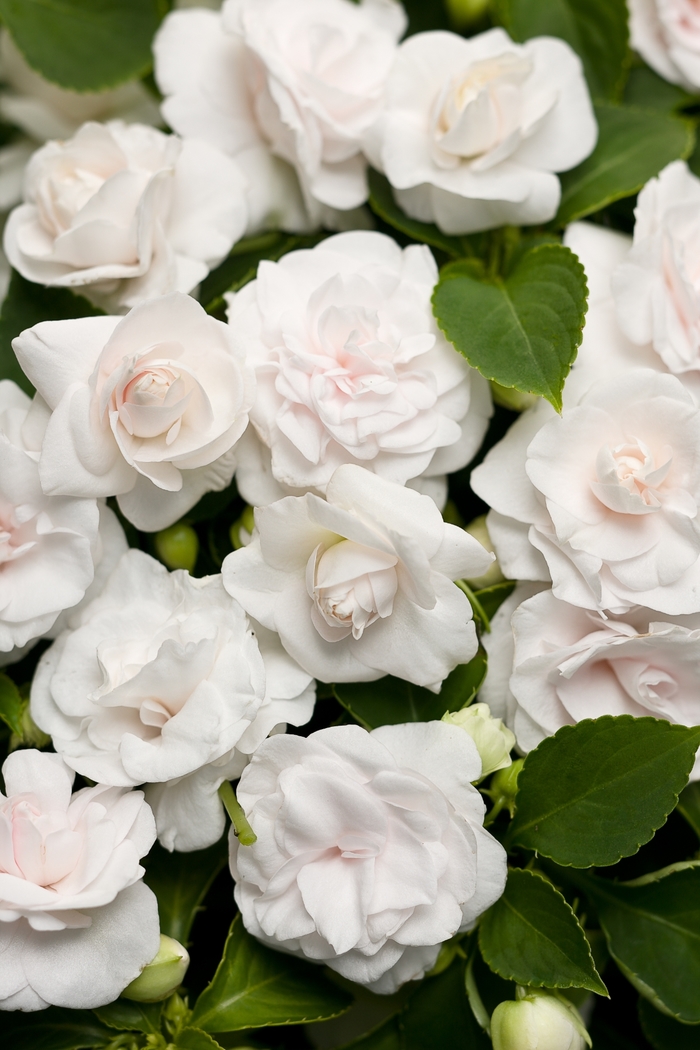Rockapulco® 'White' - Impatiens walleriana (Double Impatiens) from Delukes Gardencenter