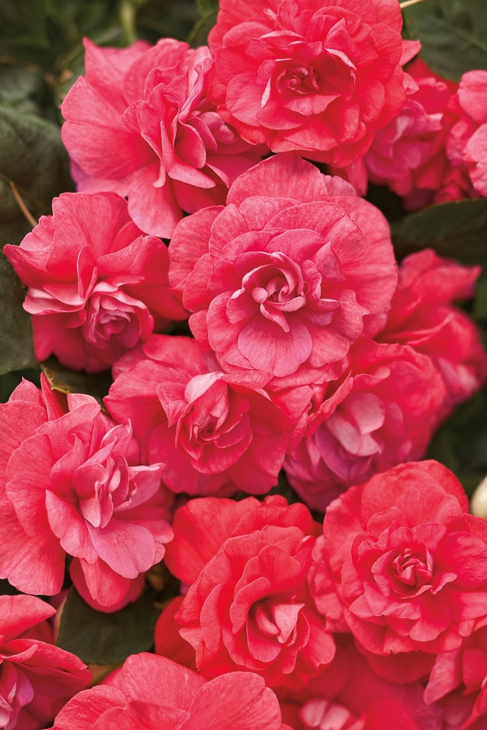 Rockapulco® 'Coral Reef' - Impatiens walleriana (Double Impatiens) from Delukes Gardencenter