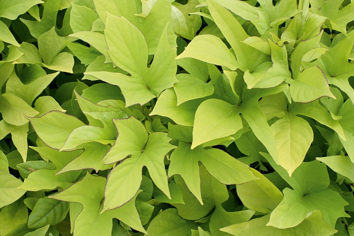 'Sweet Caroline Light Green' Sweet Potato Vine - Ipomoea batatas from Delukes Gardencenter