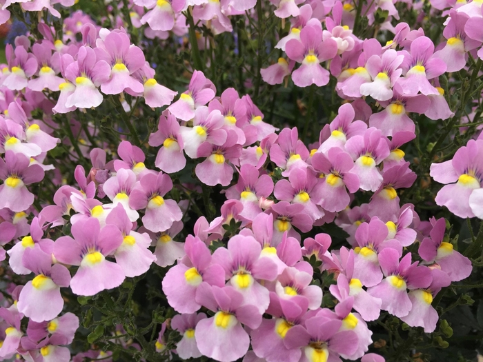 Aromance™ 'Pink' - Nemesia fruticans from Delukes Gardencenter