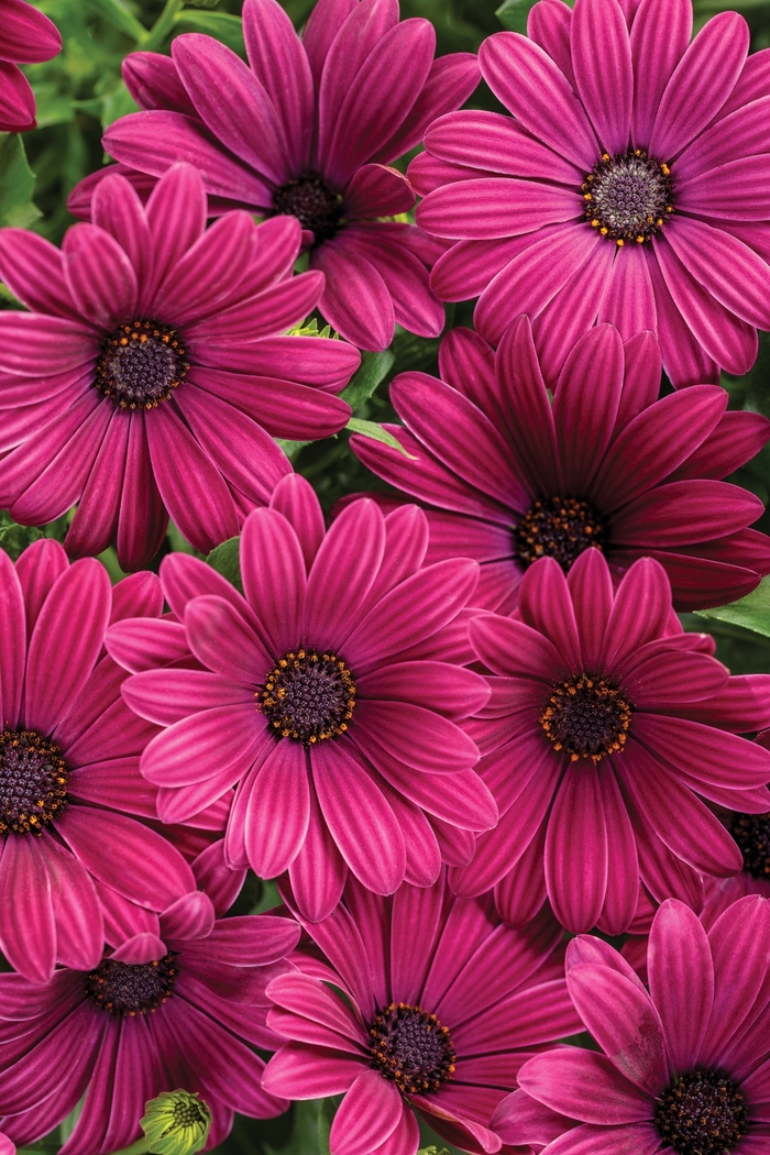 Bright Lights™ 'Purple' - Osteospermum (African Daisy) from Delukes Gardencenter