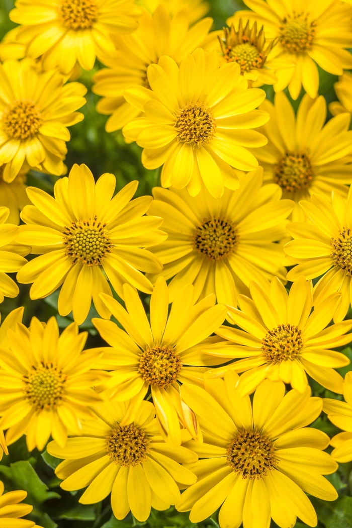 Bright Lights™ 'Yellow' - Osteospermum (African Daisy) from Delukes Gardencenter