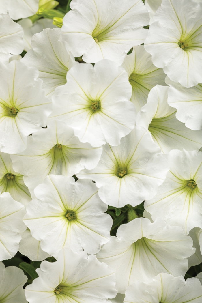 Supertunia Vista® 'Snowdrift™' - Petunia from Delukes Gardencenter