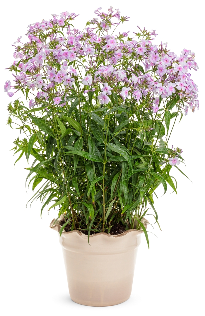 'Opening Act Pink-a-Dot' - Phlox from Delukes Gardencenter
