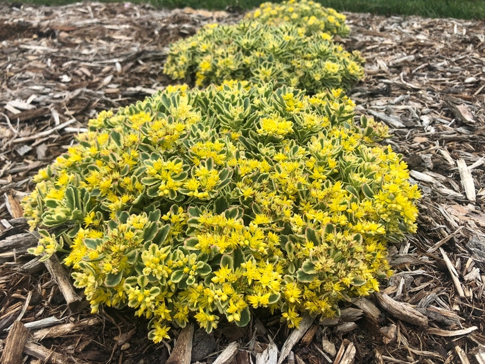 Rock 'N Grow® 'Boogie Woogie' - Sedum (Stonecrop) from Delukes Gardencenter
