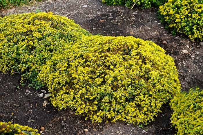 Rock 'N Grow® 'Yellow Brick Road' - Sedum (Stonecrop) from Delukes Gardencenter