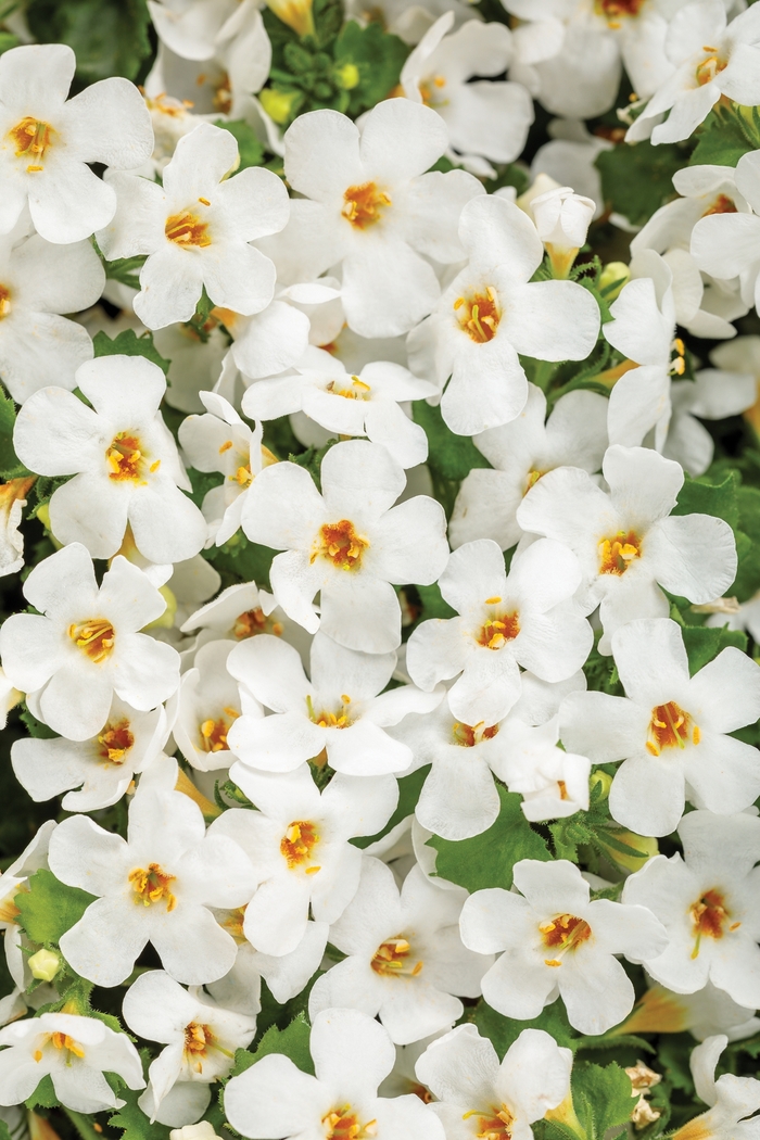 Snowstorm® 'Snow Globe®' - Sutera cordata (Bacopa) from Delukes Gardencenter