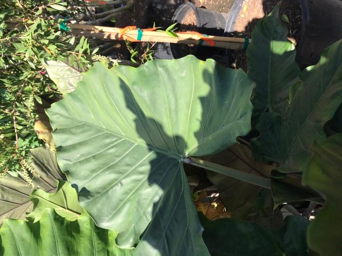 'Sumo' Elephant Ear - Alocasia from Delukes Gardencenter