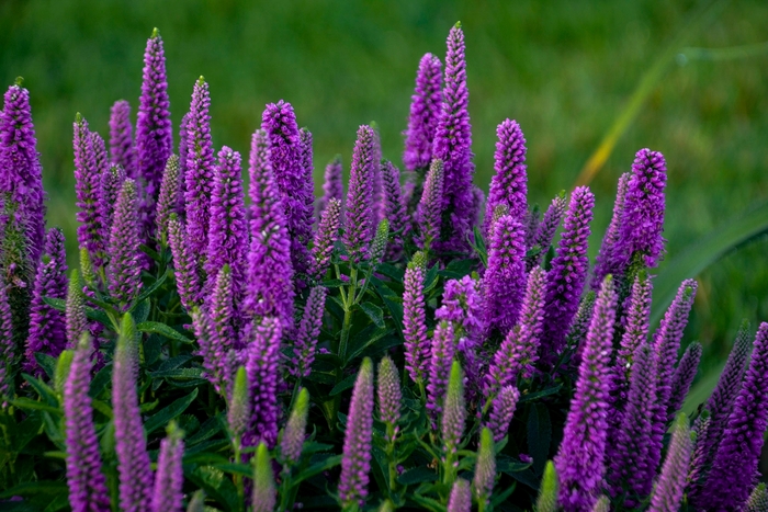 Magic Show® 'Purple Illusion' - Veronica (Speedwell) from Delukes Gardencenter