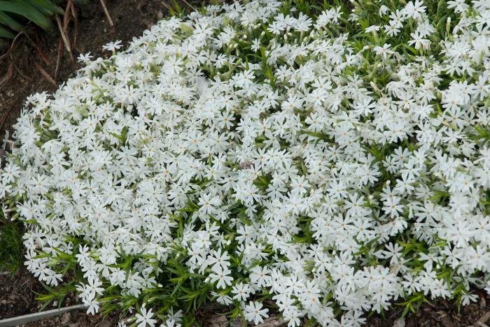 'Snowflake' Creeping Phlox - Phlox subulata from Delukes Gardencenter