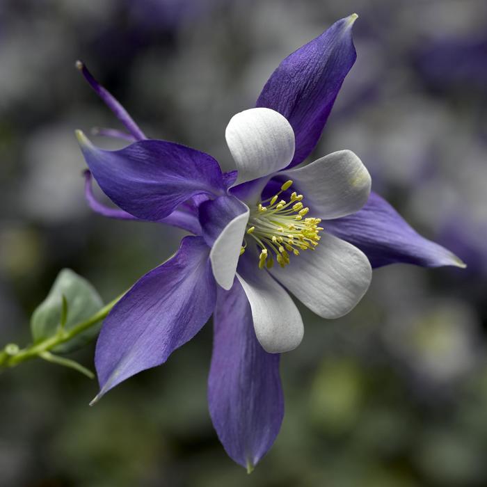 Kirigami™ Deep Blue & White - Aquilegia caerulea (Columbine) from Delukes Gardencenter