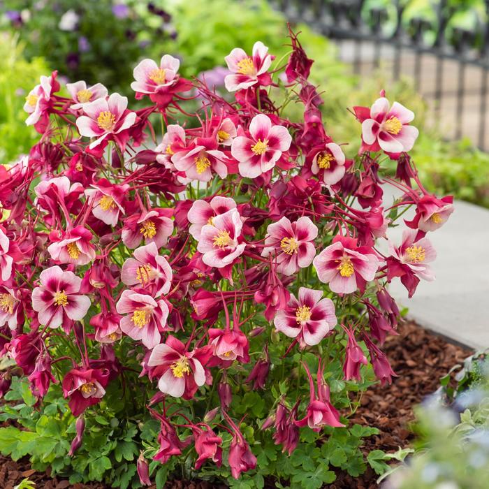 Earlybird™ 'Red White' - Aquilegia caerulea (Columbine) from Delukes Gardencenter