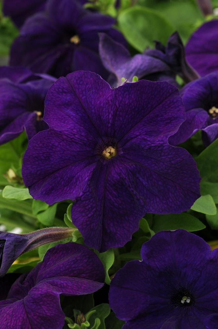 Pretty Grand™ 'Midnight' - Petunia from Delukes Gardencenter