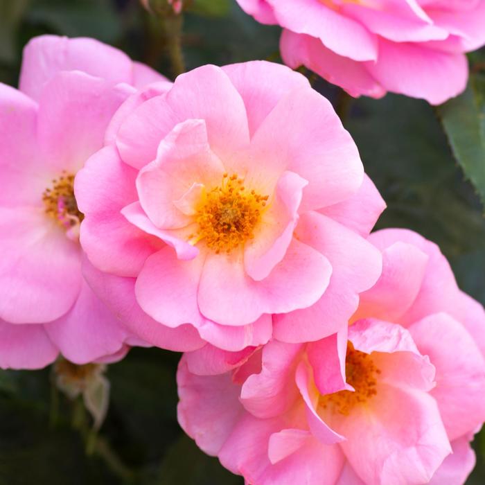 Knock Out&reg; 'Peachy' - Rosa (Rose) from Delukes Gardencenter