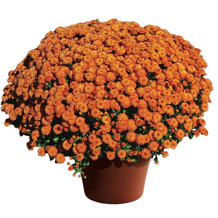 'Homerun™ Orange' Garden Mum - Chrysanthemum grandiflorum from Delukes Gardencenter