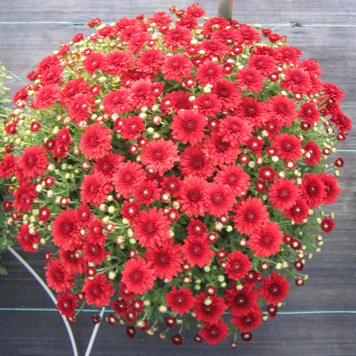 'Camina Red' Garden Mum - Chrysanthemum x morifolium from Delukes Gardencenter