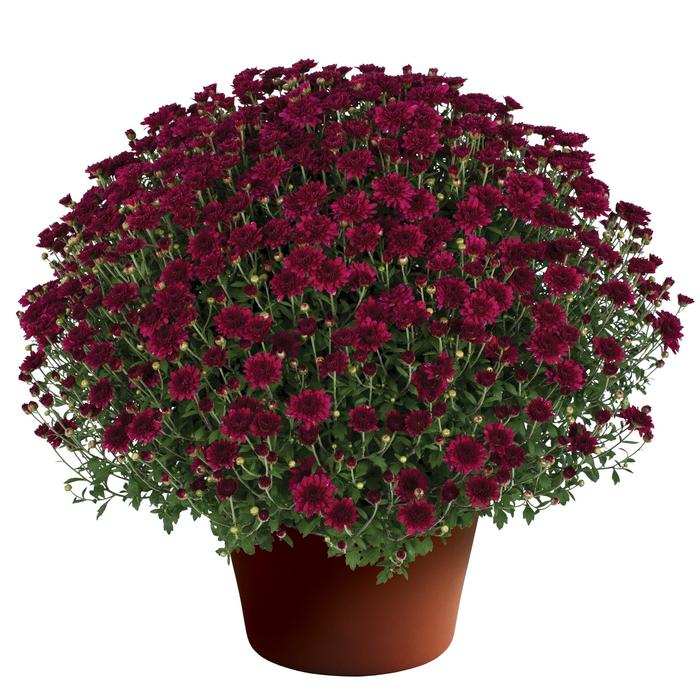 'Patty Purple' Garden Mum - Chrysanthemum x morifolium from Delukes Gardencenter