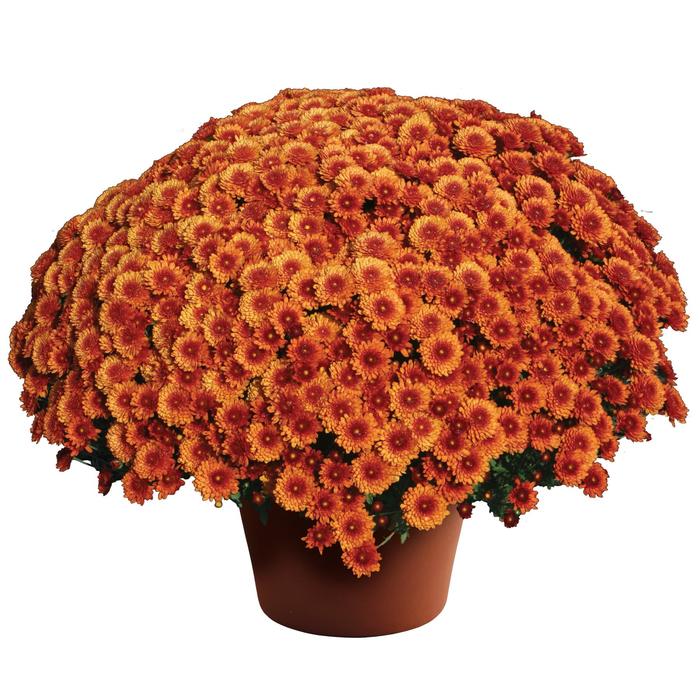'Beverly™ Bronze' Garden Mum - Chrysanthemum x morifolium from Delukes Gardencenter