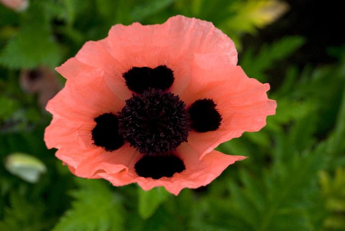 'Queen Alexandra' Poppy-Oriental - Papaver orientale from Delukes Gardencenter
