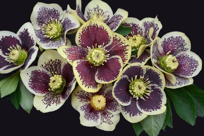 Honeymoon® 'Rio Carnival' - Helleborus (Lenten Rose) from Delukes Gardencenter