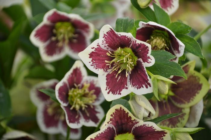 Honeymoon® 'Romantic Getaway' - Helleborus (Lenten Rose) from Delukes Gardencenter
