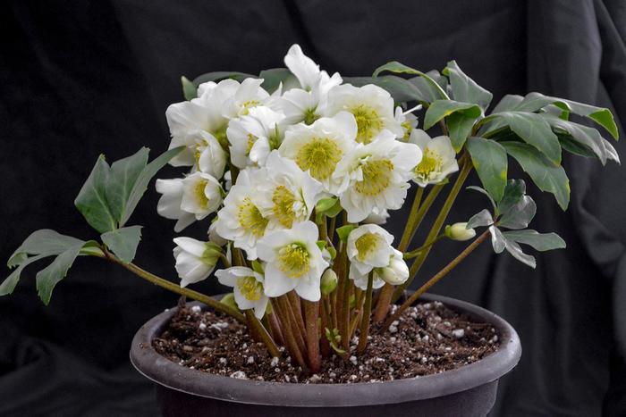 'Snowbells' Christmas Rose - Helleborus niger from Delukes Gardencenter
