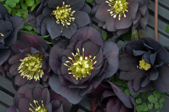 Wedding Party® 'Dark and Handsome' - Helleborus (Lenten Rose) from Delukes Gardencenter