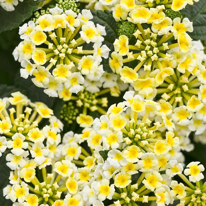 Luscious® 'Royale Pina Colada' - Lantana camara from Delukes Gardencenter