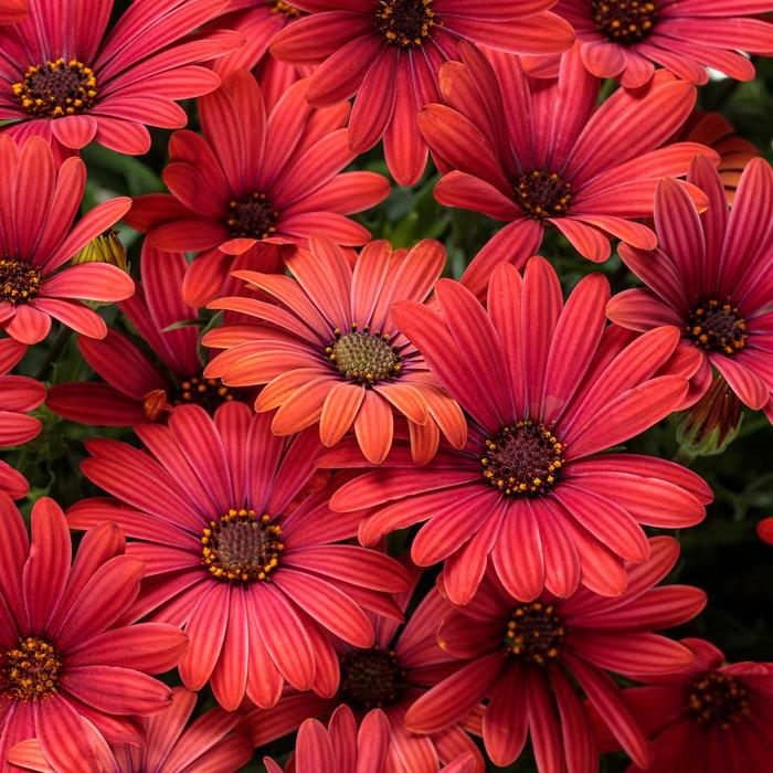 Bright Lights™ 'Red' - Osteospermum (African Daisy) from Delukes Gardencenter