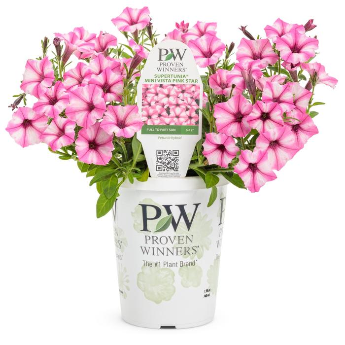 Supertunia® 'Mini Vista™ Pink Star' - Petunia from Delukes Gardencenter
