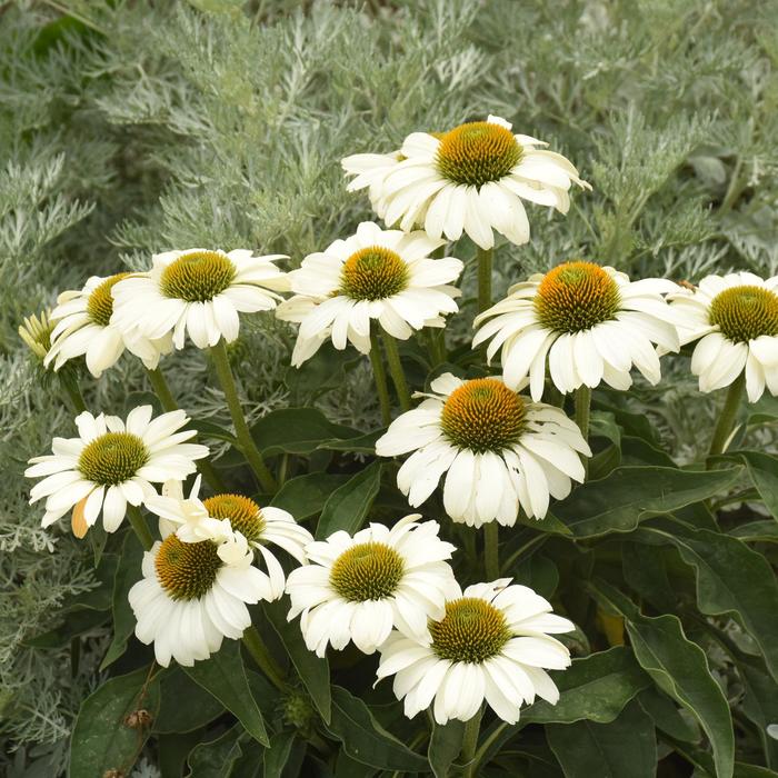 Color Coded™ 'The Price is White' - Echinacea (Coneflower) from Delukes Gardencenter